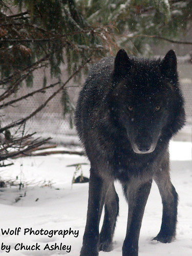 2013-12-04 Black Phase Wolf Eye Contact-W 061 by puckster55pics