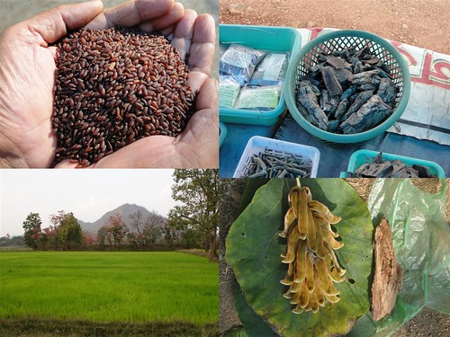 Validated and Potential Medicinal Rice Formulations for Glossopharyngeal neuralgia with Diabetes mellitus Type 2 Complications (TH Group-266) from Pankaj Oudhia’s Medicinal Plant Database by Pankaj Oudhia