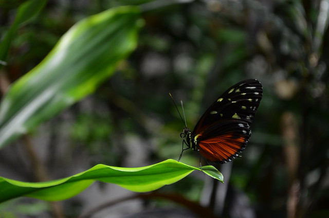 Biosphaere Potsdam butterfly closeup