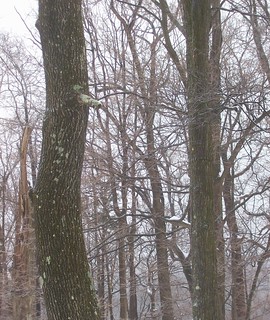 icy trees 1