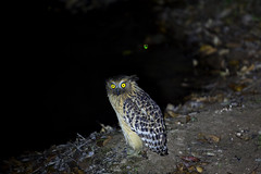 Bird Owl