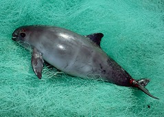 陷入漁網的小頭鼠海豚 圖片來源：WWF_ Mexico approves measure to save world's rarest marine mammal