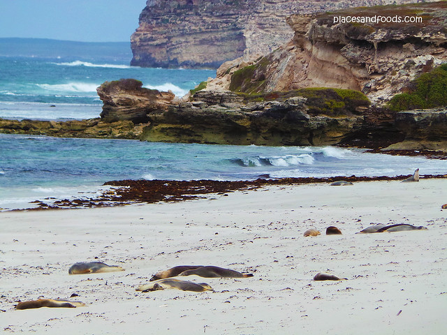 kangaroo island sleeping seals scenery