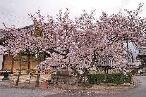 【写真】桜 : 妙蓮寺