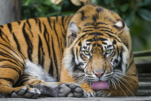 Sumatran tigress licking her paw by Tambako the Jaguar
