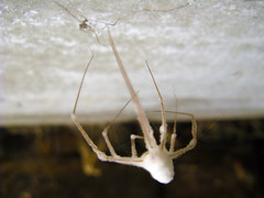 Mummified spider