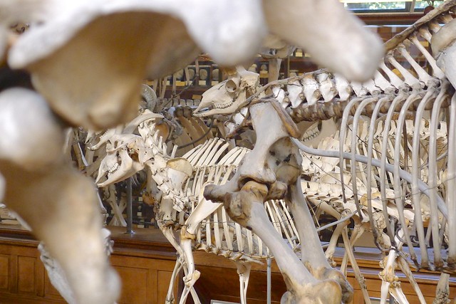 La galerie d'Anatomie comparée et de Paléontologie - Paris