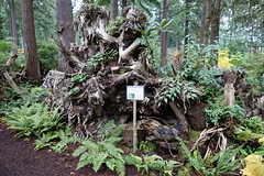 Rhododendron Species Botanical Garden & Pacific Rim Bonsai Collection