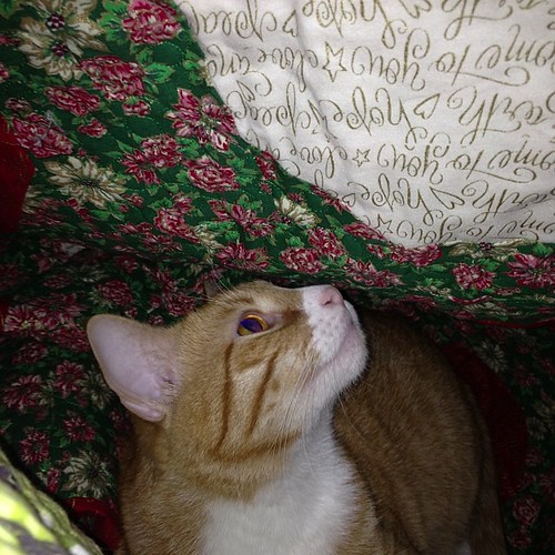 I'm handstitching binding and the kitten is helping by burrowing under the quilt and laying on it to make sure it doesn't move. #kittyhelpisthebest #ringo