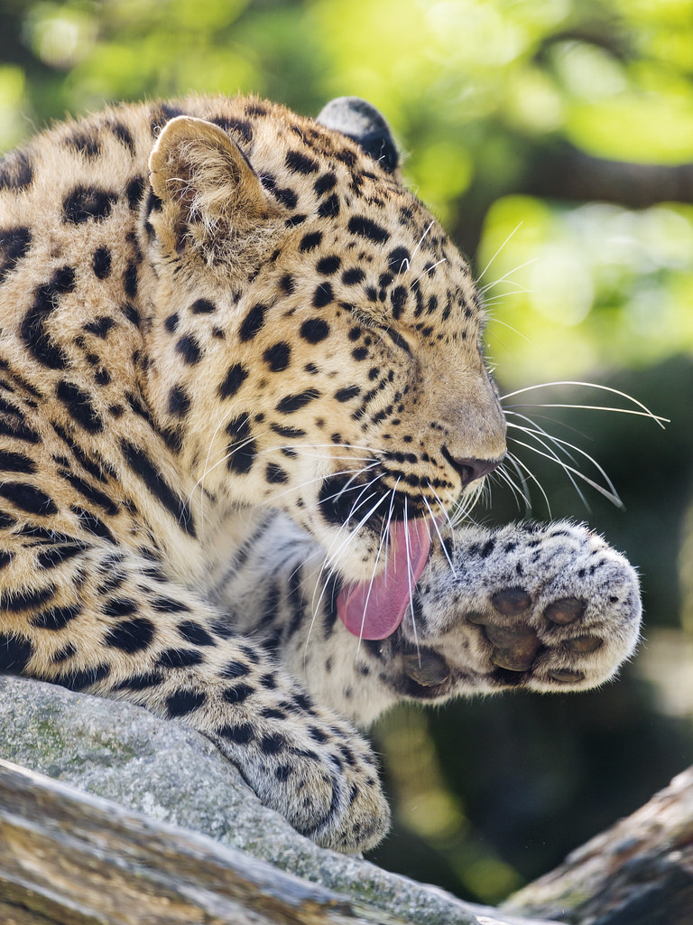 Leopard licking his paw