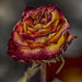 Dried Rose Still Life