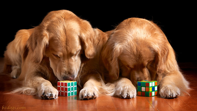 Puzzle Pups