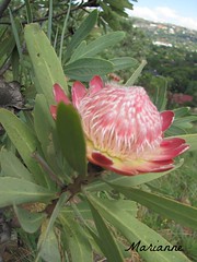 Trees - Protea Flower