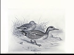 British Birds - Frohawk