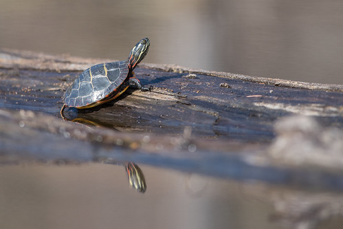 Eastern Painted Turtle, Chrysemys picta picta (Schneider, 1783)