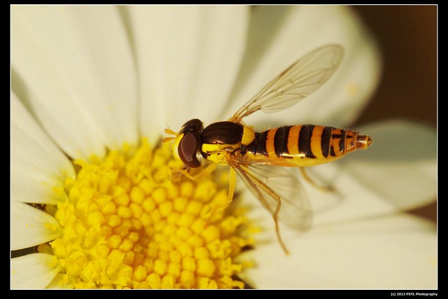Syrphid fly on Ox-eye daisy