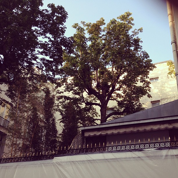 La chambre, les arbres du 5bis rue de Verneuil #gainsbourg #sergegainsbourg