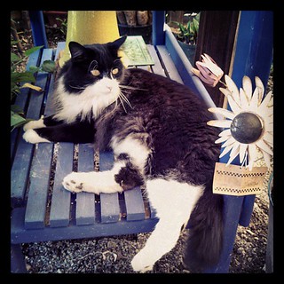 Fat lounging #cat