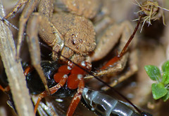 Crab Spider (Xysticus sp.) with Ichneumonid prey (Ephialtes sp.)