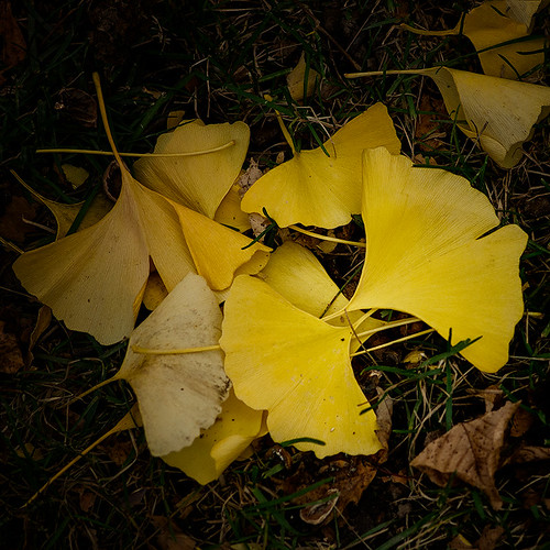 Fall Yellow