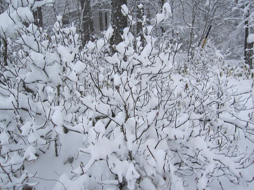 ⑤雪をかぶった木・・神秘的です by Poran111