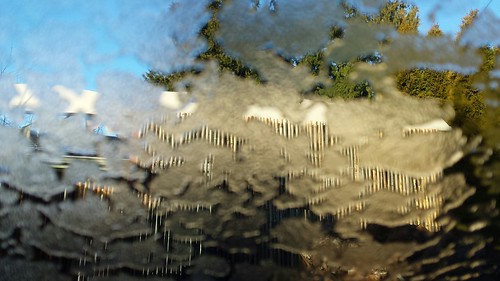Melting ice, bamboo fence appears, Seattle, Washington, USA by Wonderlane
