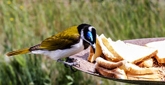 Blue-faced honeyeater/ others