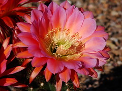 Flora of the Tucson area, 2013