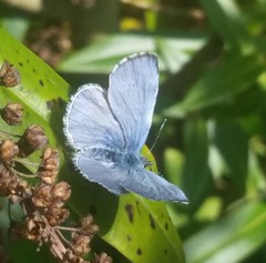 Butterflies 2017