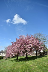 Spring arrives in Brampton
