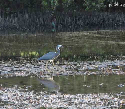 A Grey Heron In Little Lake Warilla