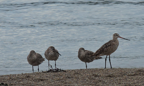 Willet with Marbled Godwit