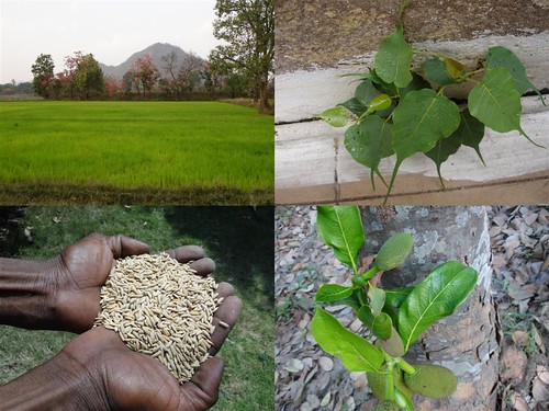 Medicinal Rice Formulations for Diabetes Complications and Heart Diseases (TH Group-50) from Pankaj Oudhia’s Medicinal Plant Database by Pankaj Oudhia