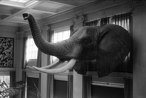 Eastman's Elephant