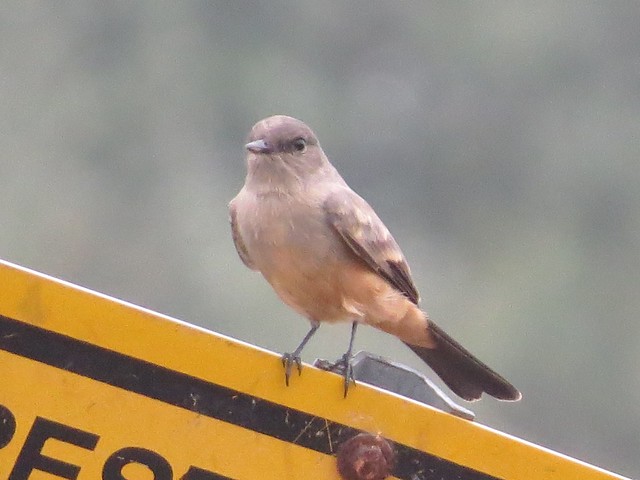 Say's Phoebe at Moraine View State Park in McLean County, IL 02