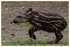 Zoo Duisburg Flachlandtapir / lowland tapir