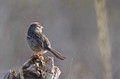 Sparrows, Tanagers & Cardinals