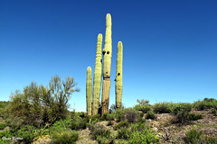 Arizona Nature