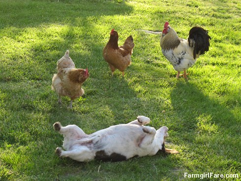Chickens checking out the rolling beagle - FarmgirlFare.com