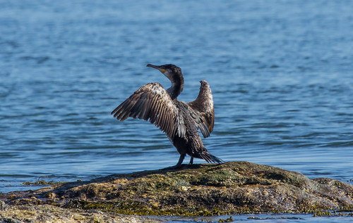 Great Cormorant (well, I'm 98% certain about that)