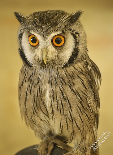 White Faced Scops Owl by Jamo224
