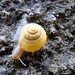snail!