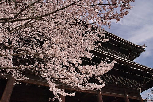 【写真】桜 : 知恩院