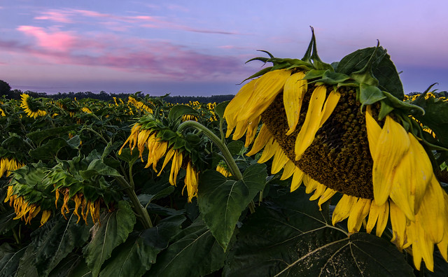 Sunflower Sunrise @ Flamborough, Ontario (Explore #17 - Aug 5, 2013)