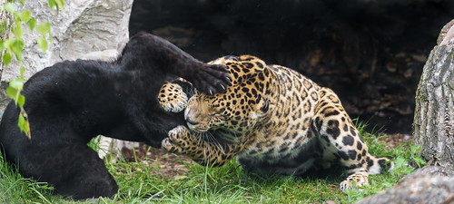Goshi and Napo playing II by Tambako the Jaguar
