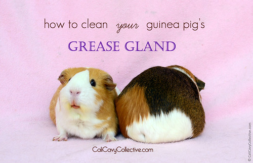 Cali Cavy Collective: a blog about all things guinea pig: Cleaning Your