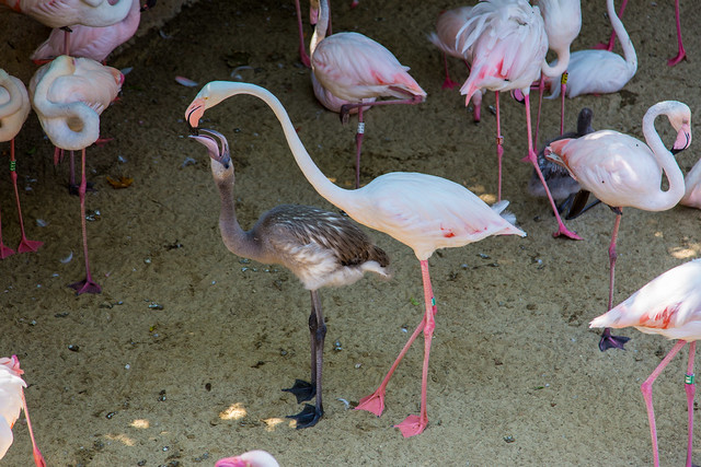 Bioparc Fuengirola Flamingo