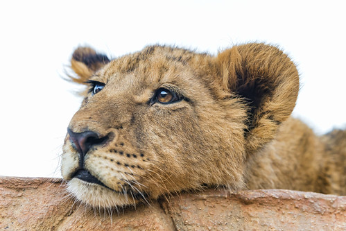 Tired lion cub by Tambako the Jaguar