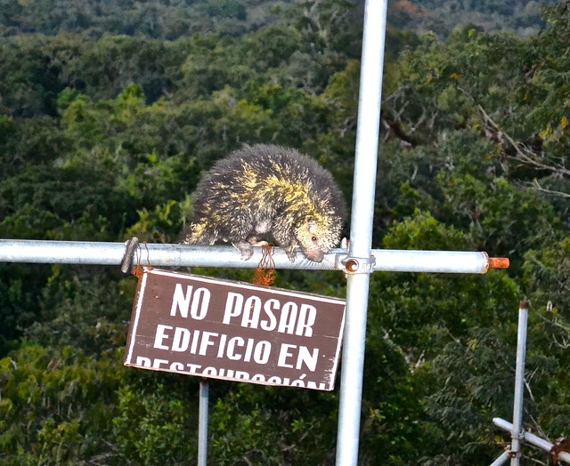 porcupine in tikal guatemala