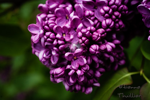 Fleur de Lilas by e.thuillier